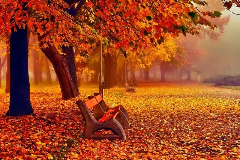 Empty Bench in Autumn — Orange