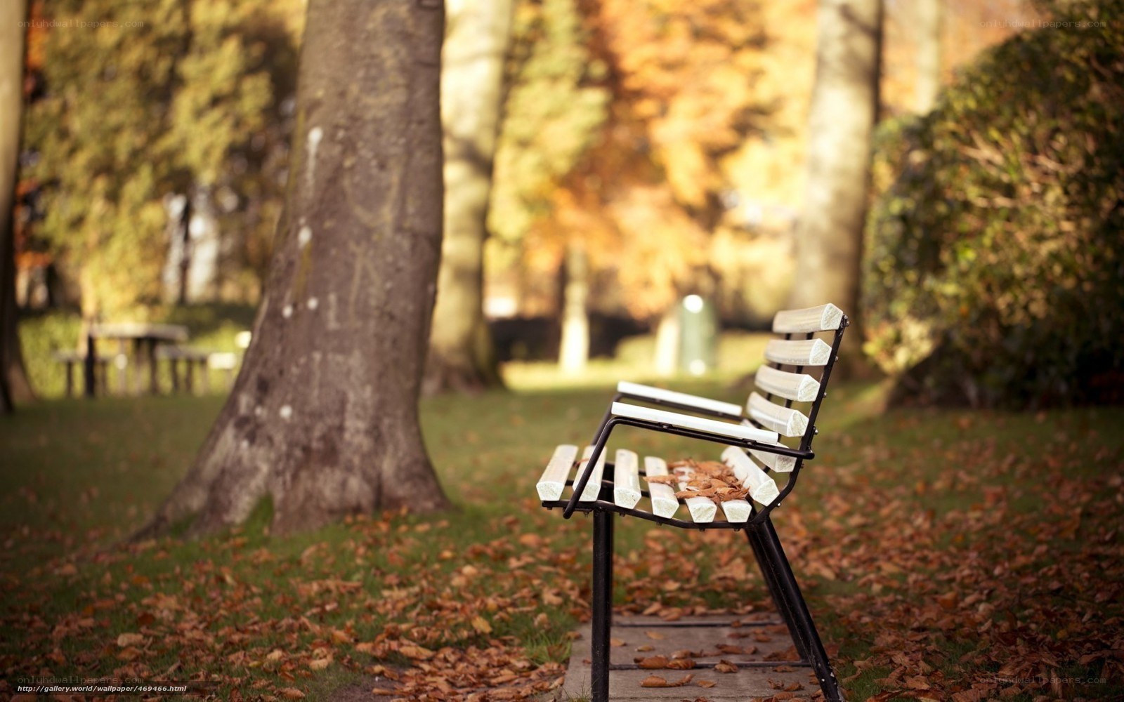 Empty bench in autumn park