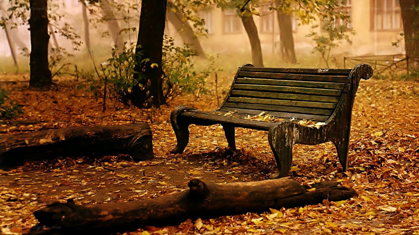 Empty bench in autumn park
