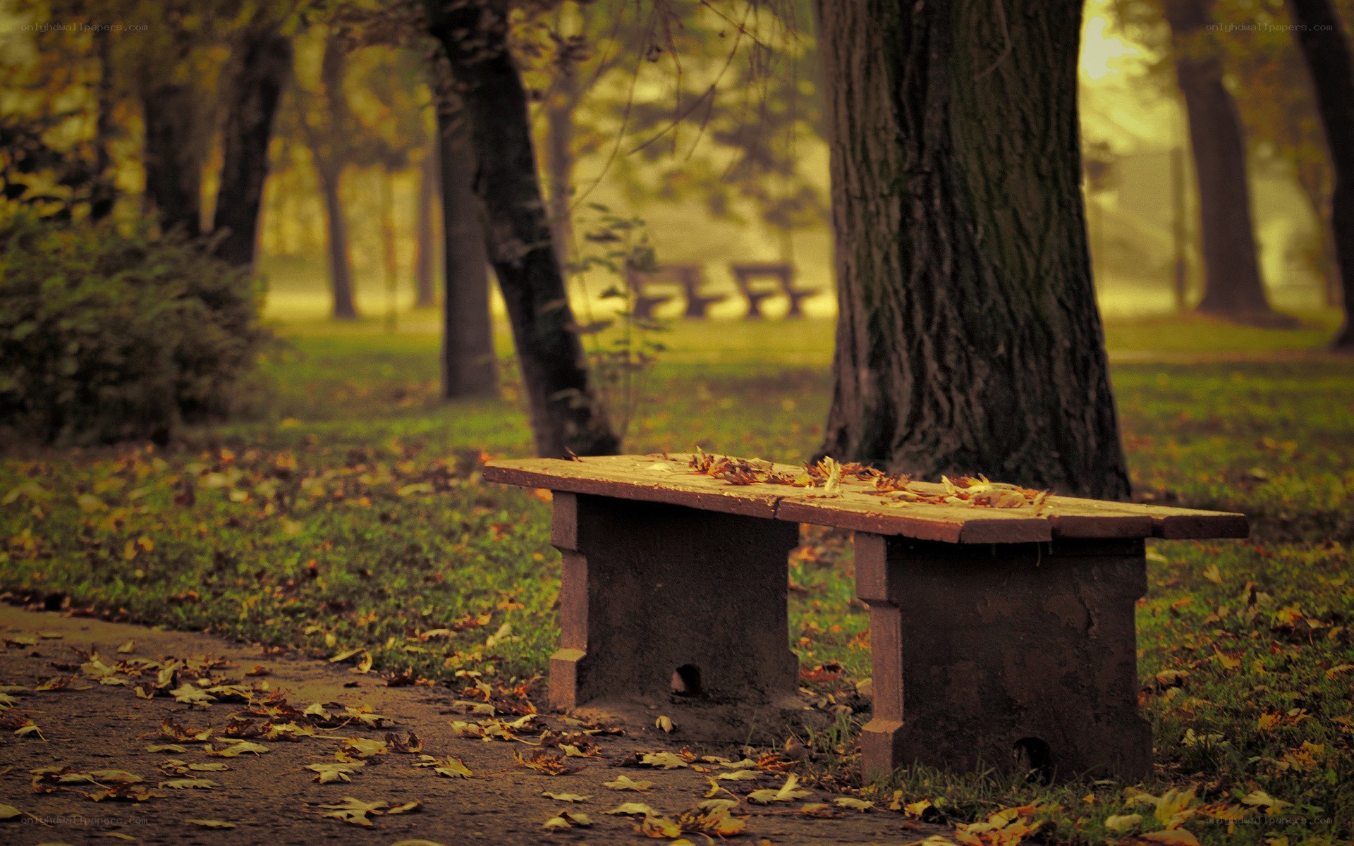 Empty bench in autumn park