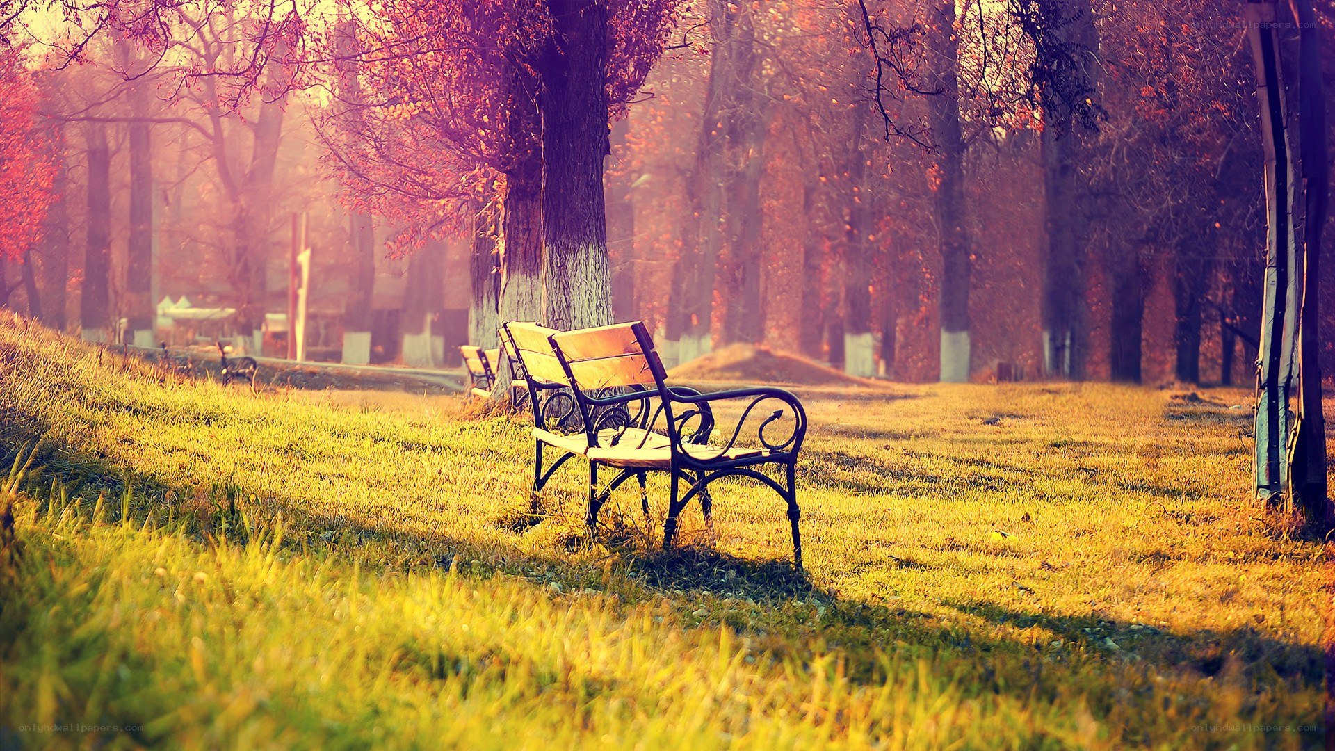 Empty bench in autumn park