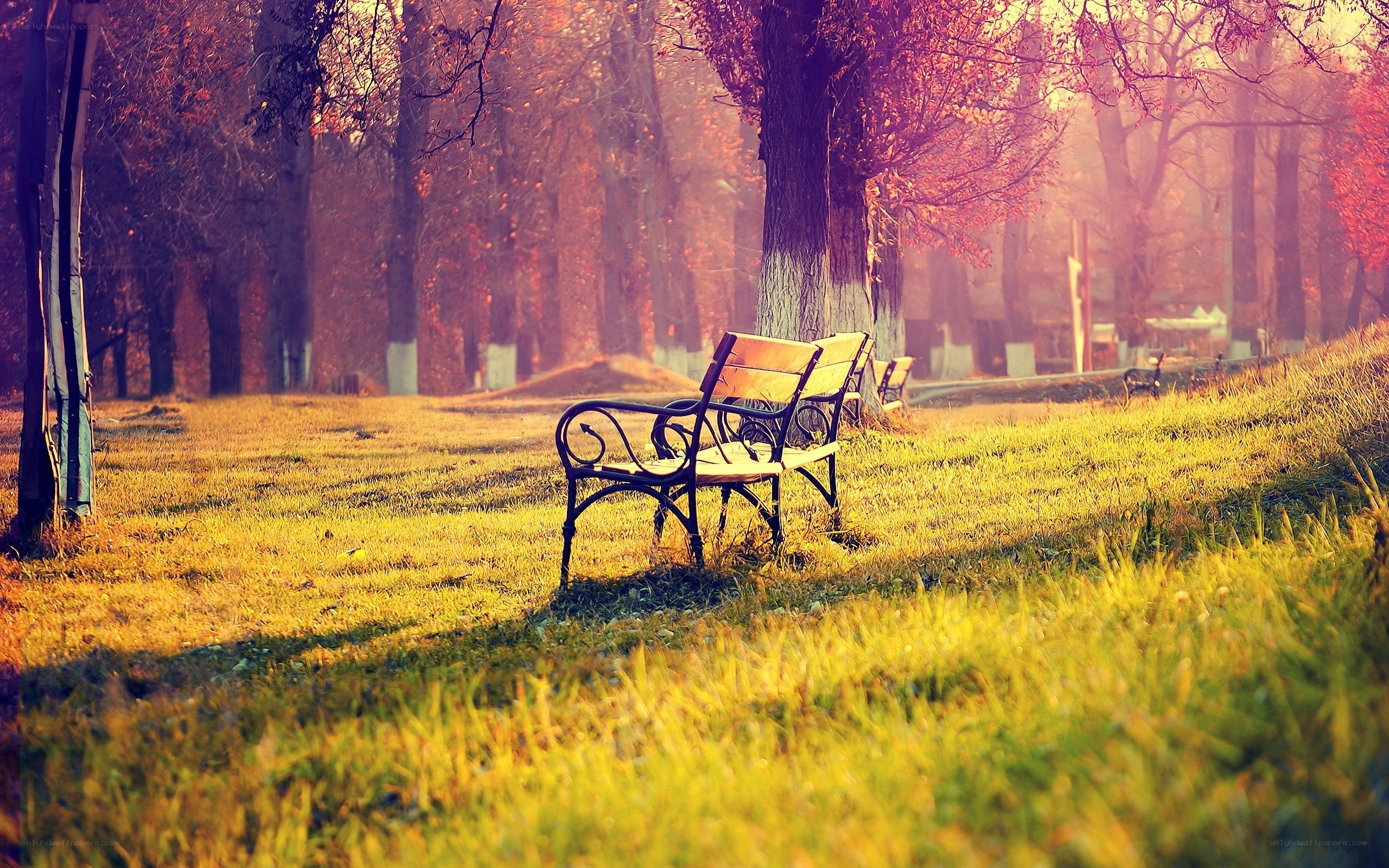 Empty bench in autumn park