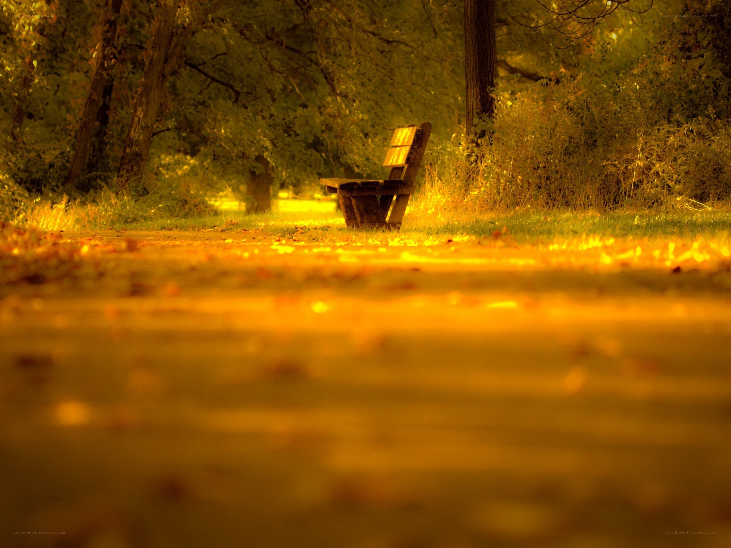 Empty bench in autumn park