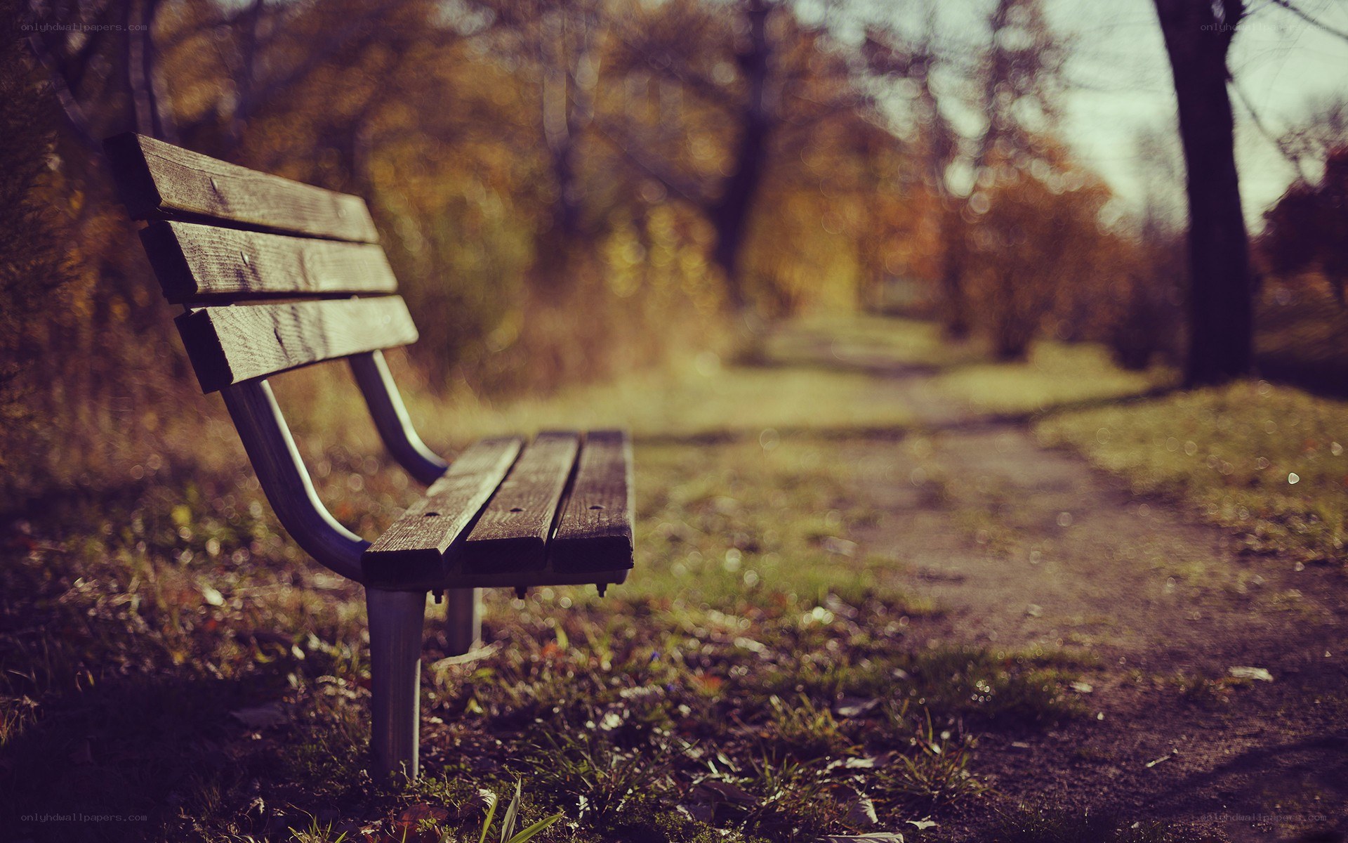 Empty bench in autumn park