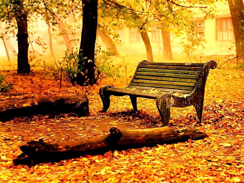 Empty bench in autumn park