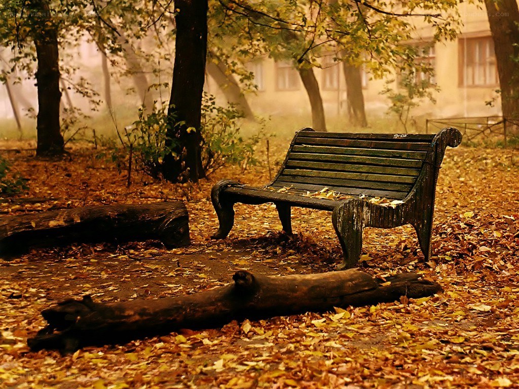 Empty bench in autumn park