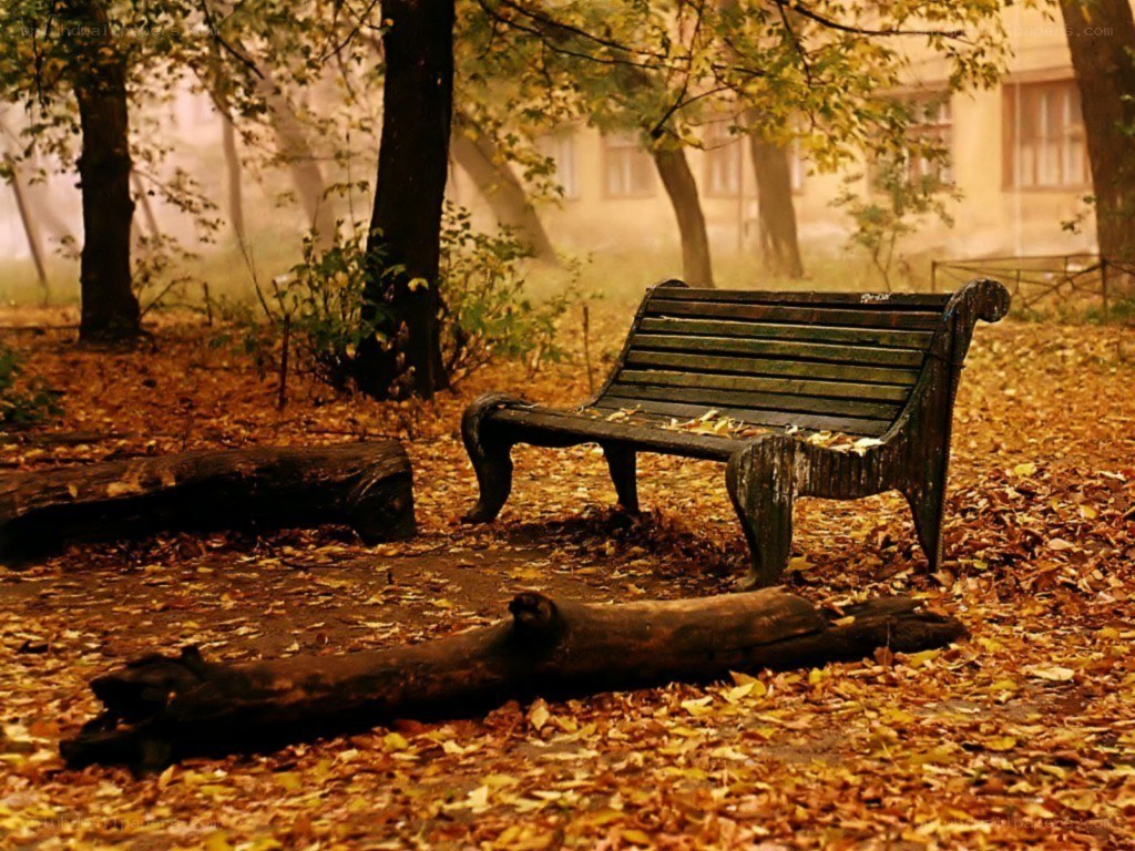 Empty bench in autumn park