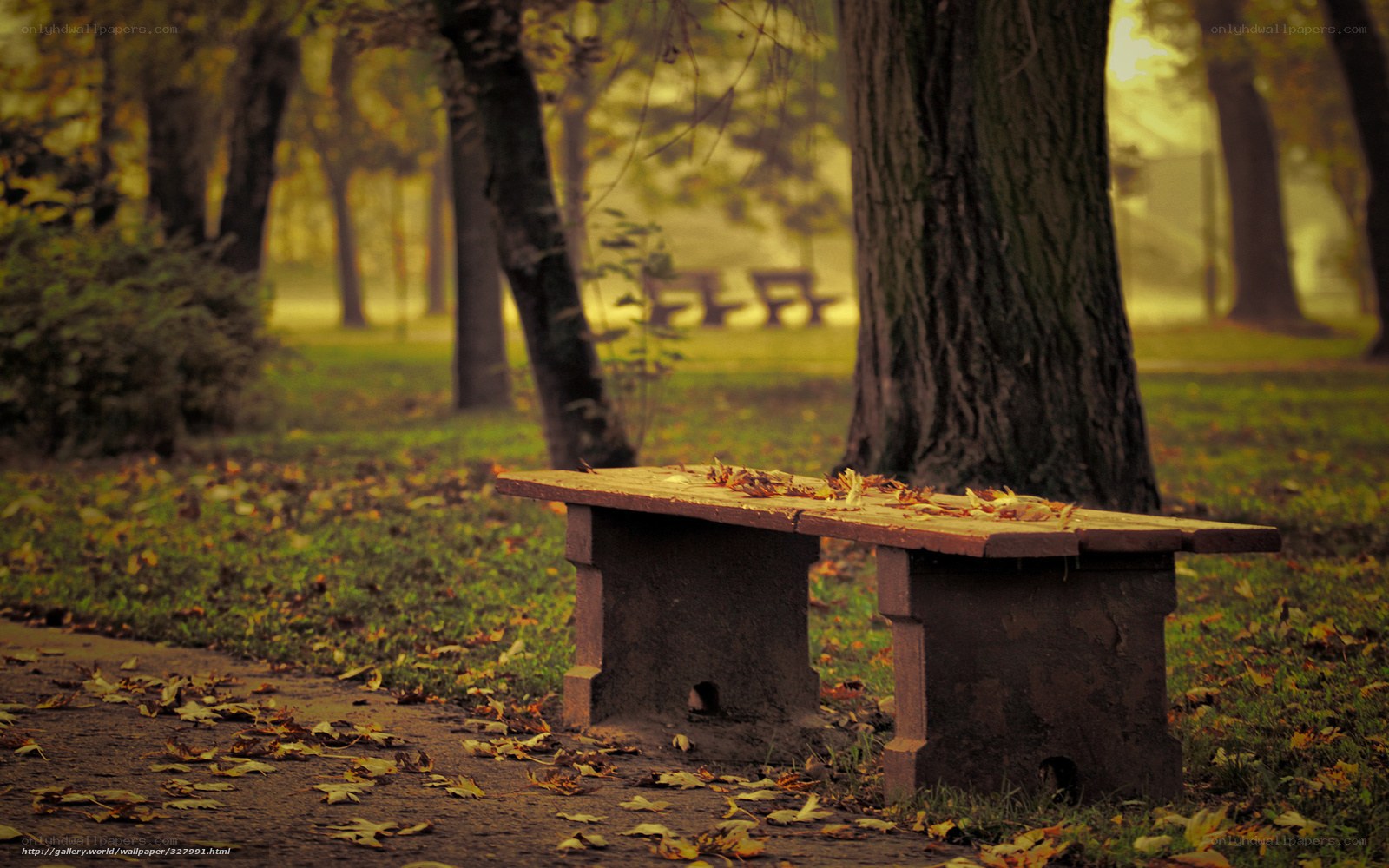Empty bench in autumn park