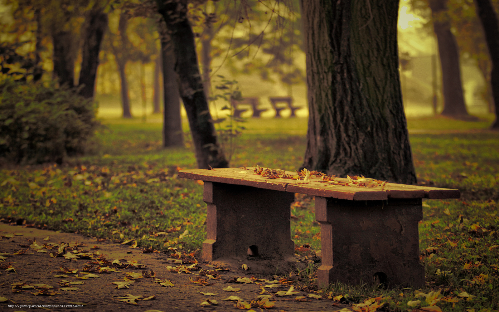 Empty bench in autumn park