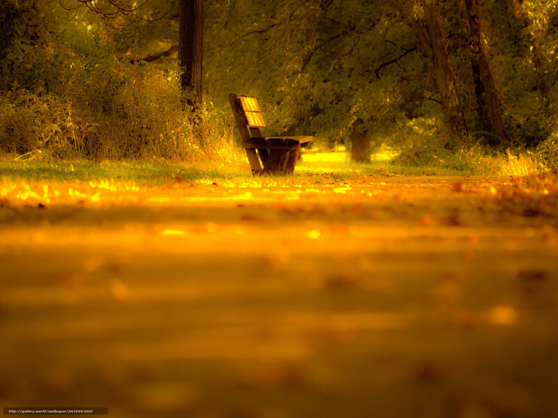 Empty bench in autumn park