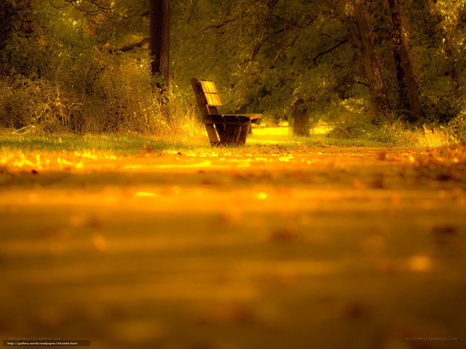 Empty bench in autumn park