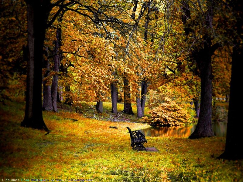 Empty Bench in Autumn Park — Yellow