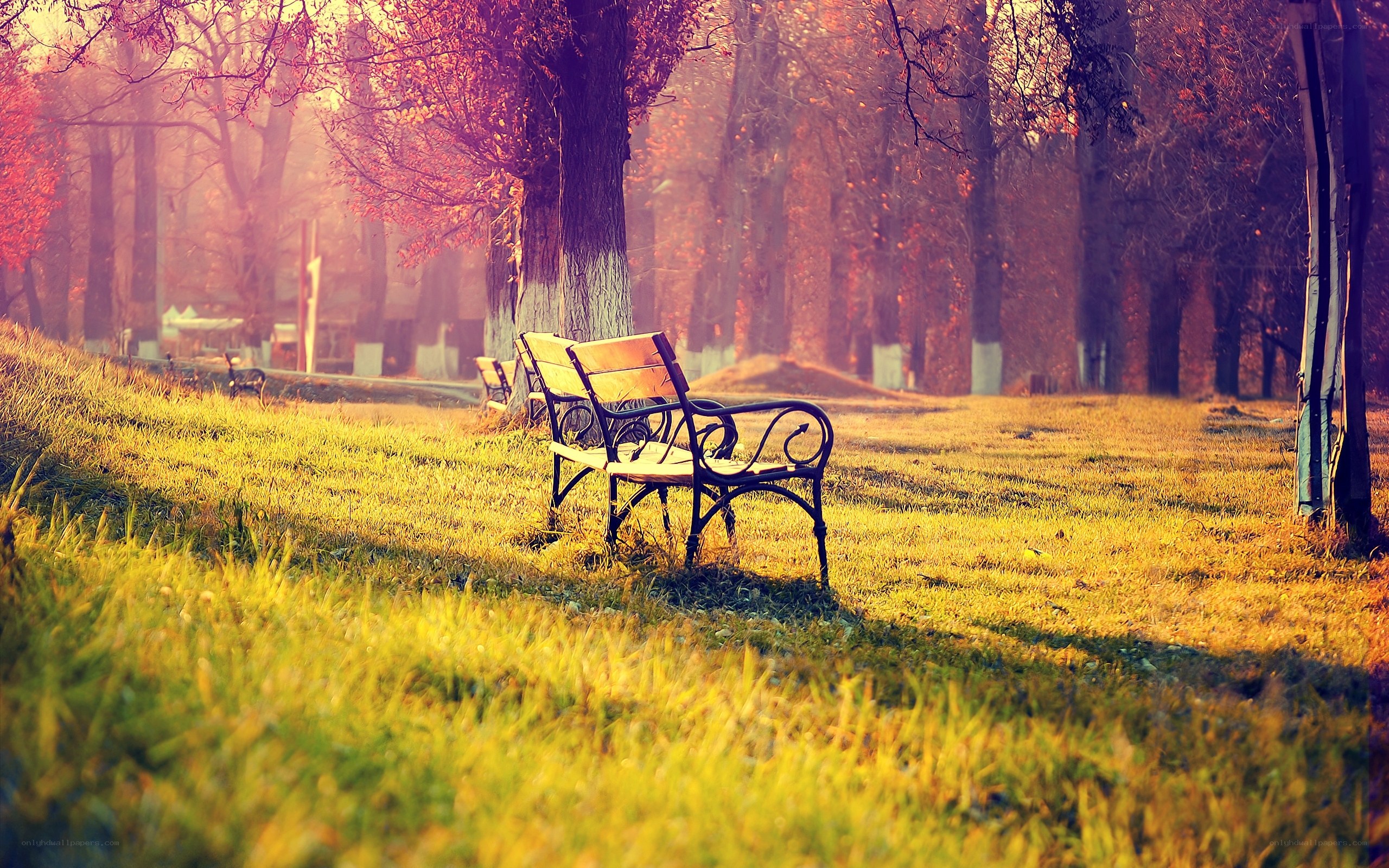Empty bench in autumn park