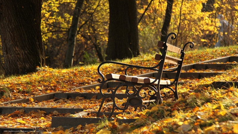 Empty Bench in Autumn — Yellow, Serene