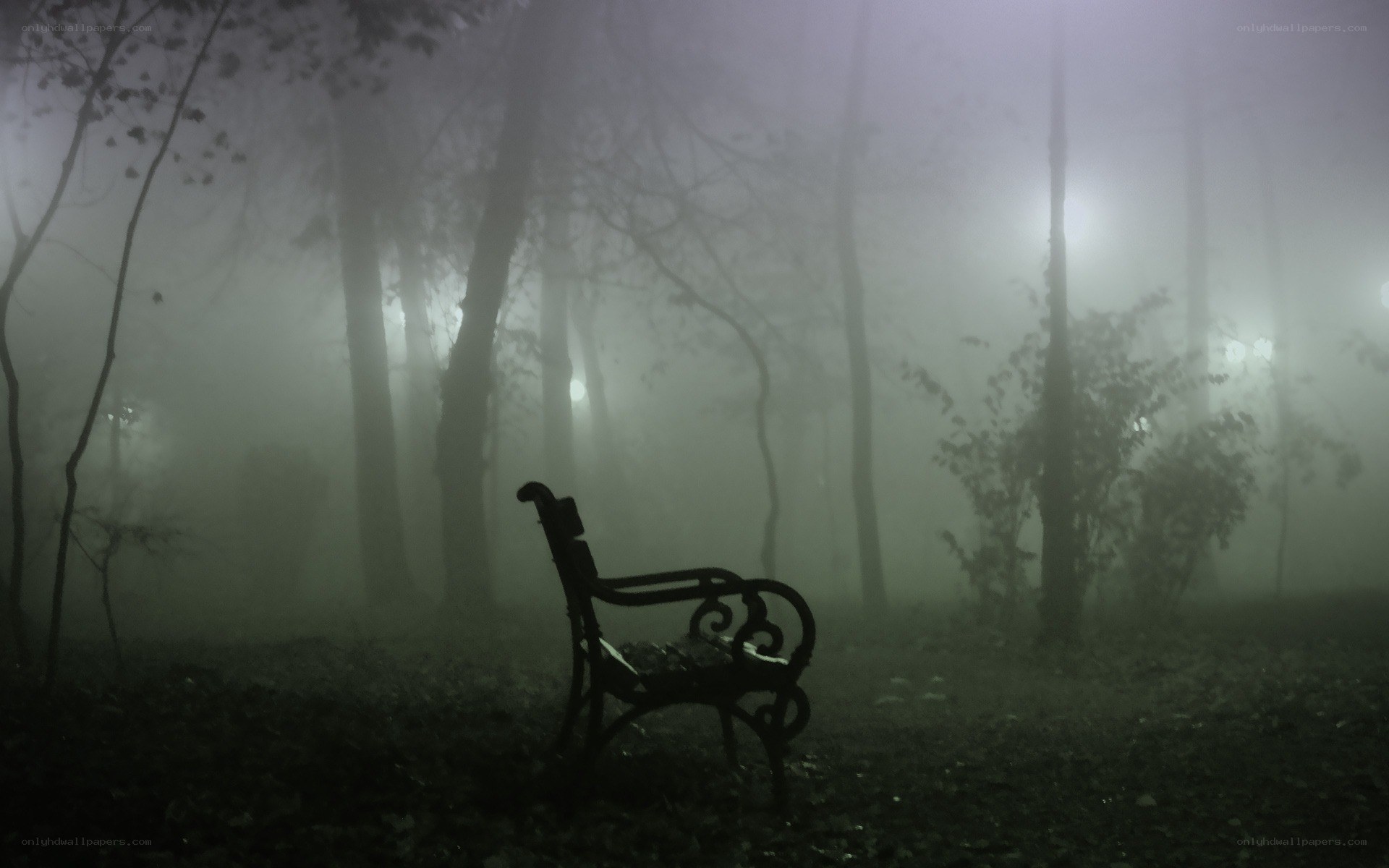 Empty bench in foggy forest