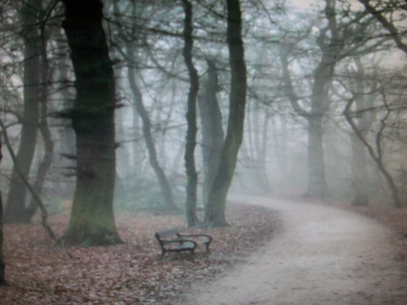 Empty Bench in Foggy Forest — Gray