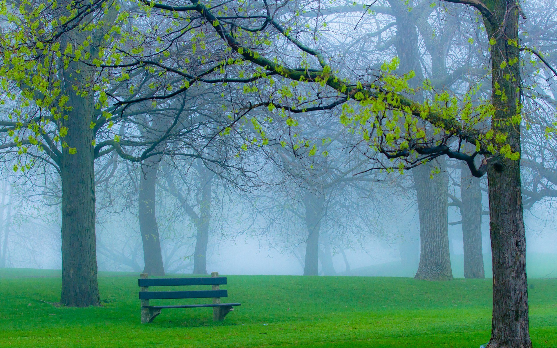 Empty bench in foggy park