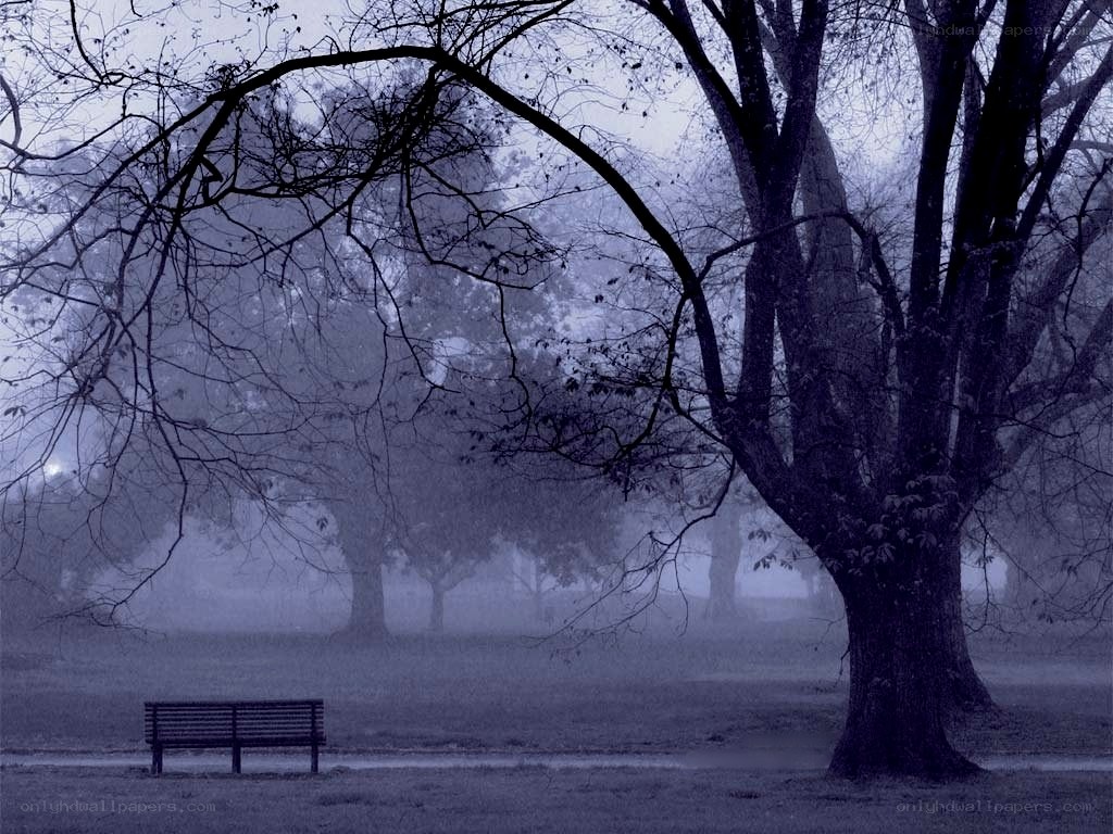 Empty bench in foggy park