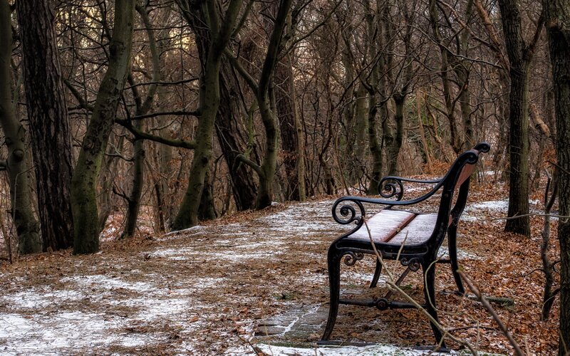 Empty Bench in Forest — Brown, Quiet