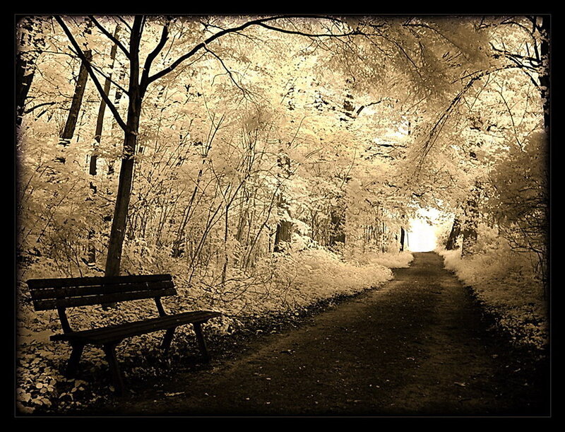Empty Bench in Forest — Brown