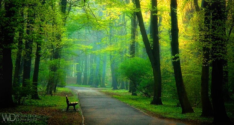 Empty Bench in Forest — Green, Serene