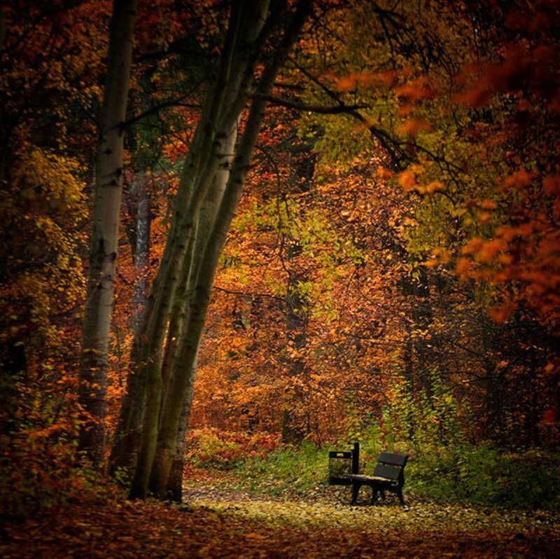 Empty Bench in Forest — Orange, Serene, Autumn