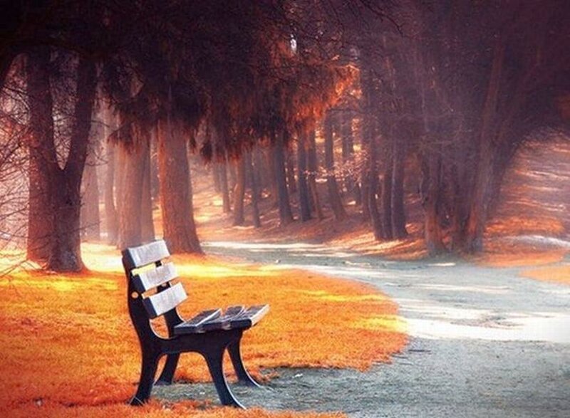 Empty Bench in Forest — Orange