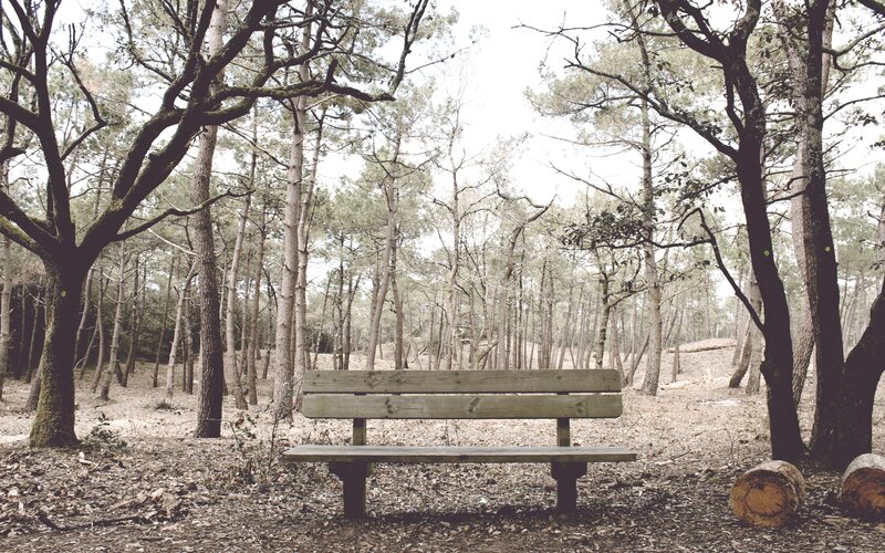 Empty bench in forest
