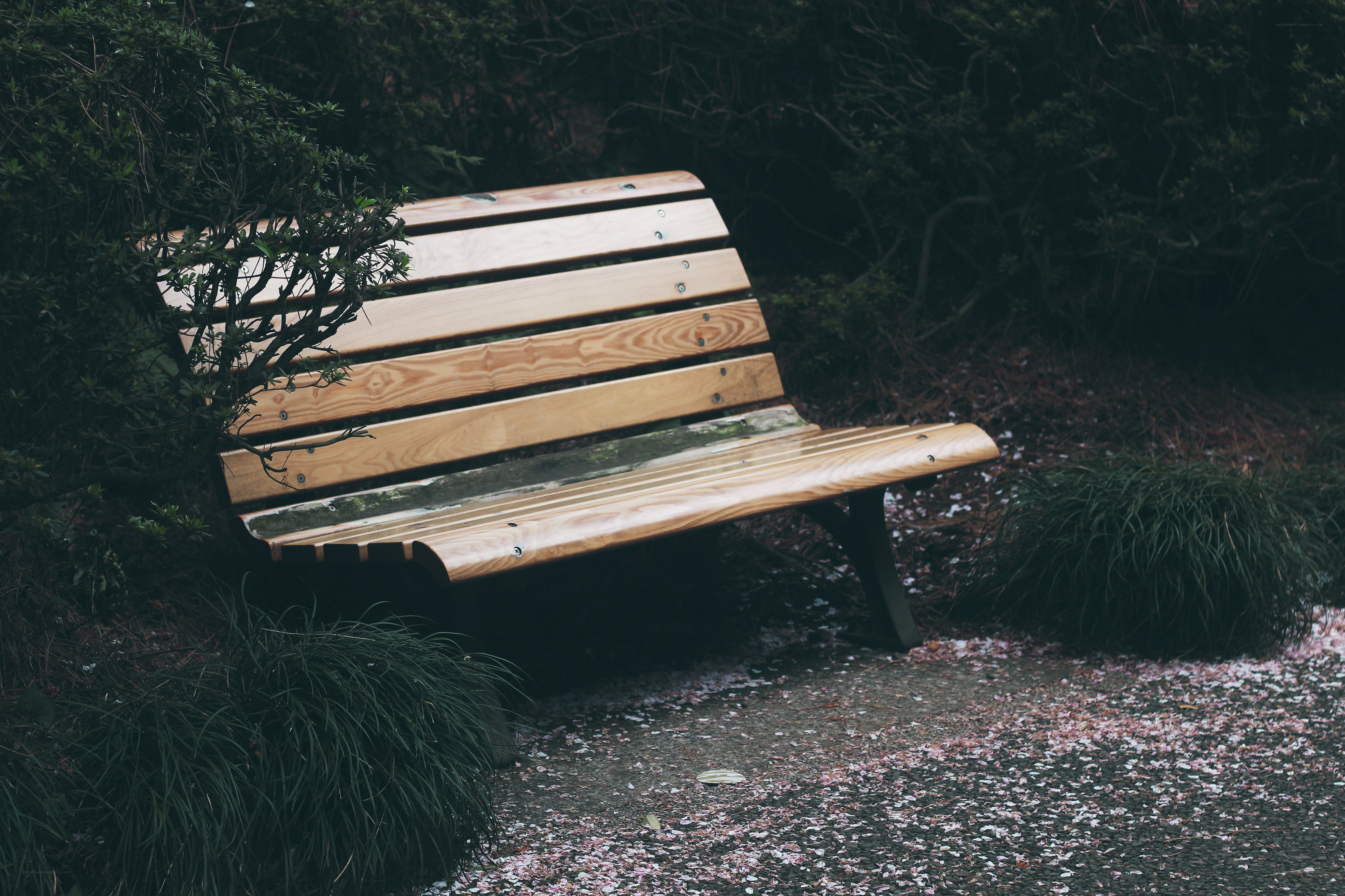 Empty bench in garden