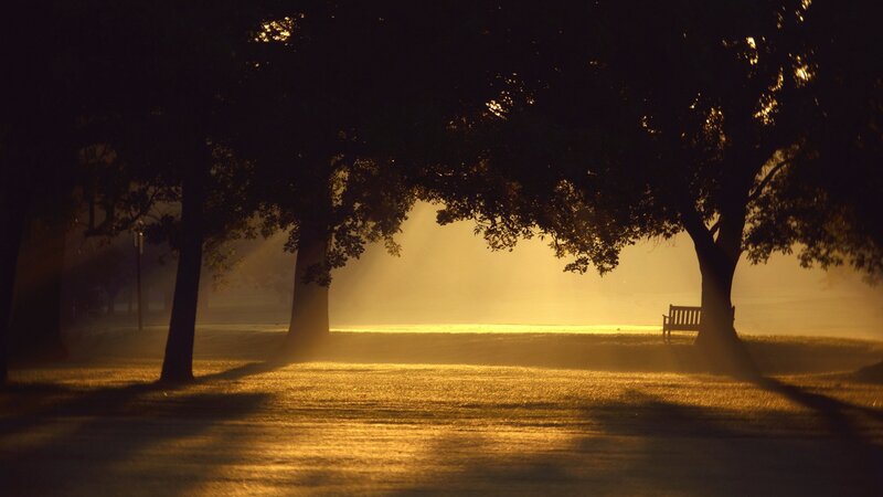 Empty Bench in Park — Gold, Serene