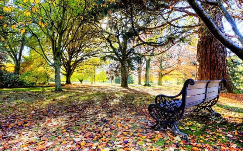 Empty Bench in Park — Green, Serene, Autumn, Photograph, Trees