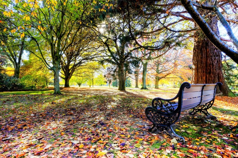 Empty Bench in Park — Green, Serene, Autumn