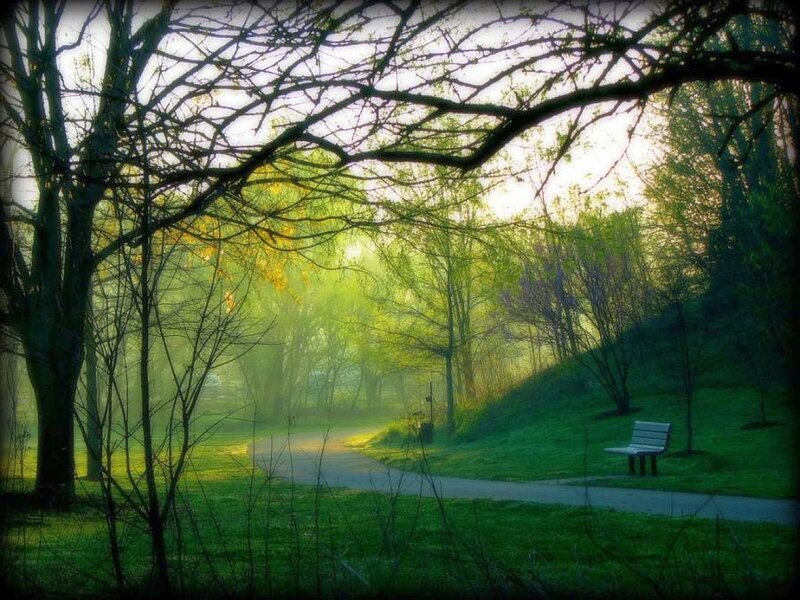Empty Bench in Park — Green, Serene, Morning