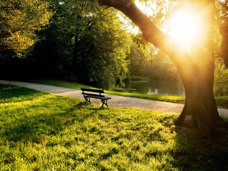 Empty Bench in Park — Green, Serene, Sunset, Photograph, Tree