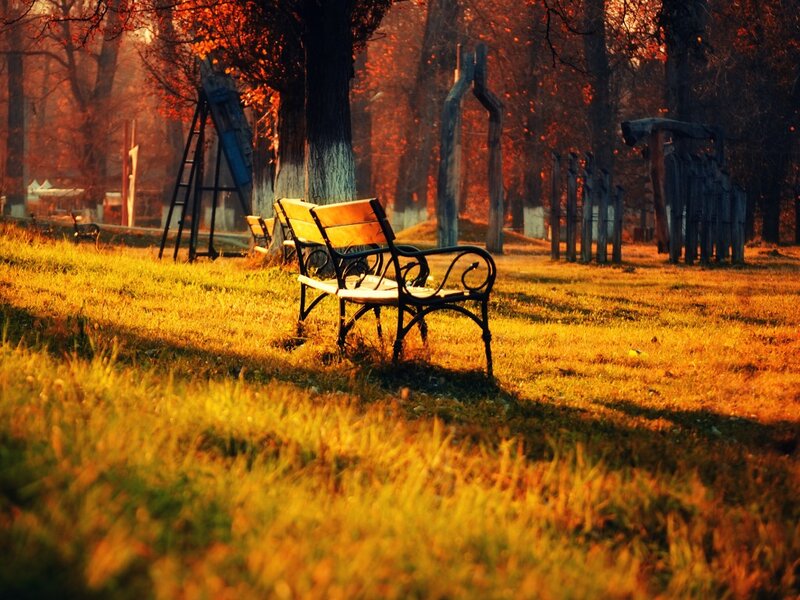 Empty Bench in Park — Orange, Serene, Autumn, Photograph, Trees, Grass