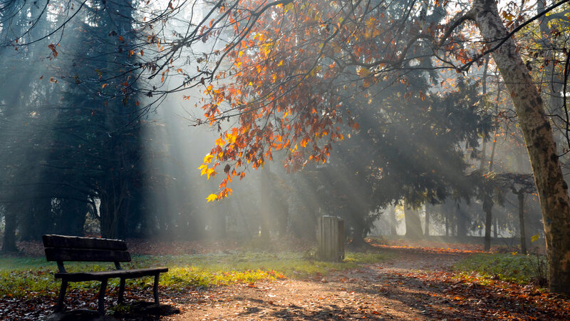 Empty Bench in Park — Orange, Serene, Autumn, Photograph, Trees, Path