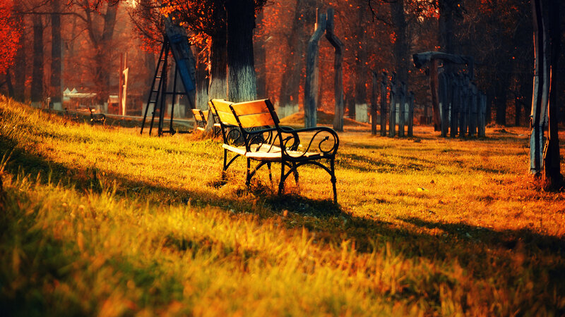 Empty Bench in Park — Orange, Serene, Autumn, Photograph, Trees