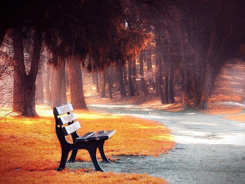 Empty Bench in Park — Orange, Serene, Autumn