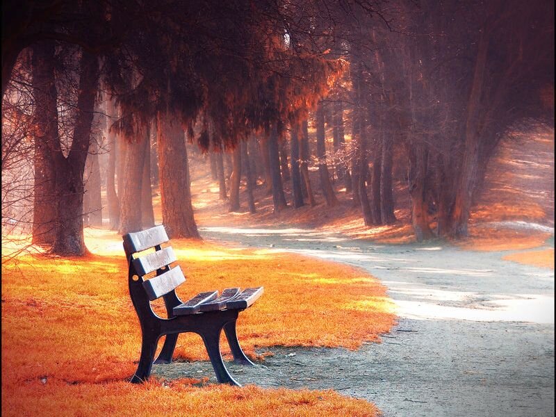 Empty Bench in Park — Orange, Serene