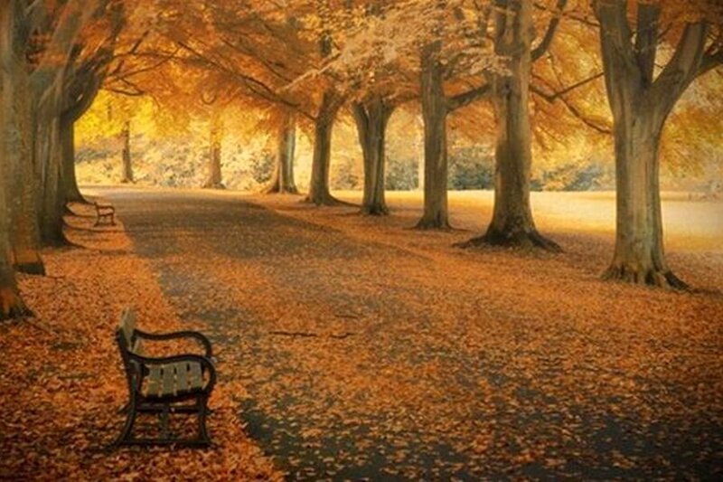 Empty Bench in Park — Orange