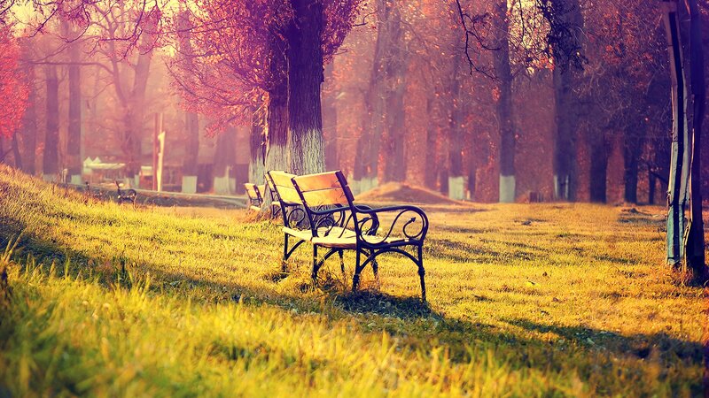 Empty Bench in Park — Yellow, Serene, Autumn, Photograph, Trees, Grass, Orange