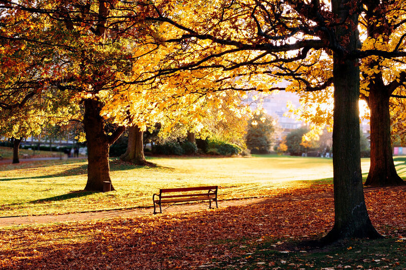 Empty Bench in Park — Yellow, Serene, Autumn, Photograph, Trees