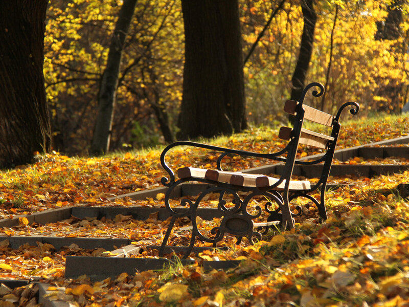 Empty Bench in Park — Yellow, Serene, Autumn
