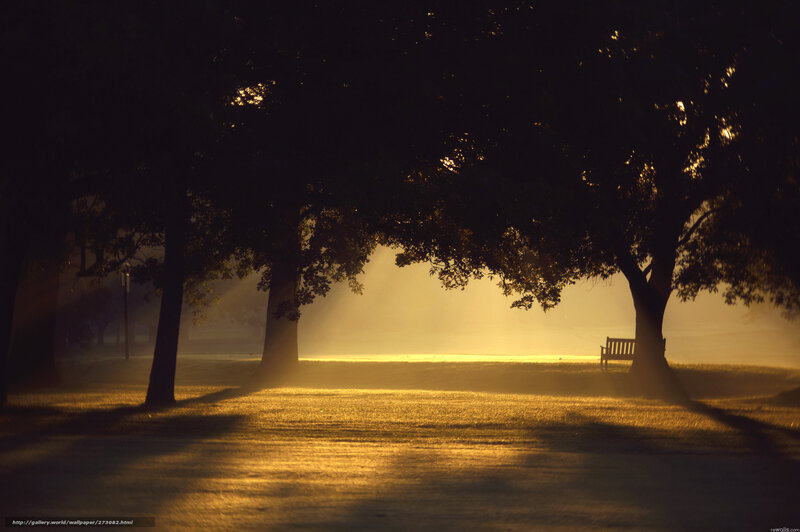 Empty Bench in Park — Yellow, Serene, Morning