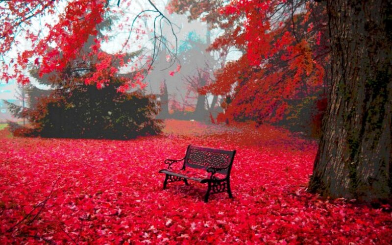 Empty Bench in Red Leaves — Serene, Autumn, Photograph