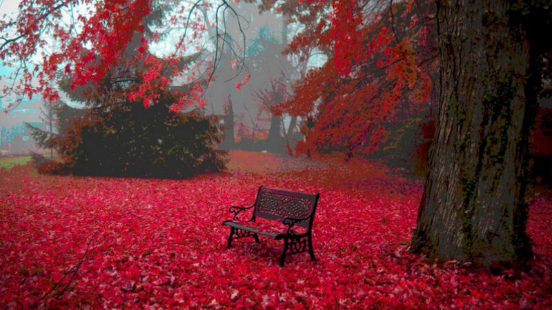 Empty Bench in Red Leaves — Serene, Autumn