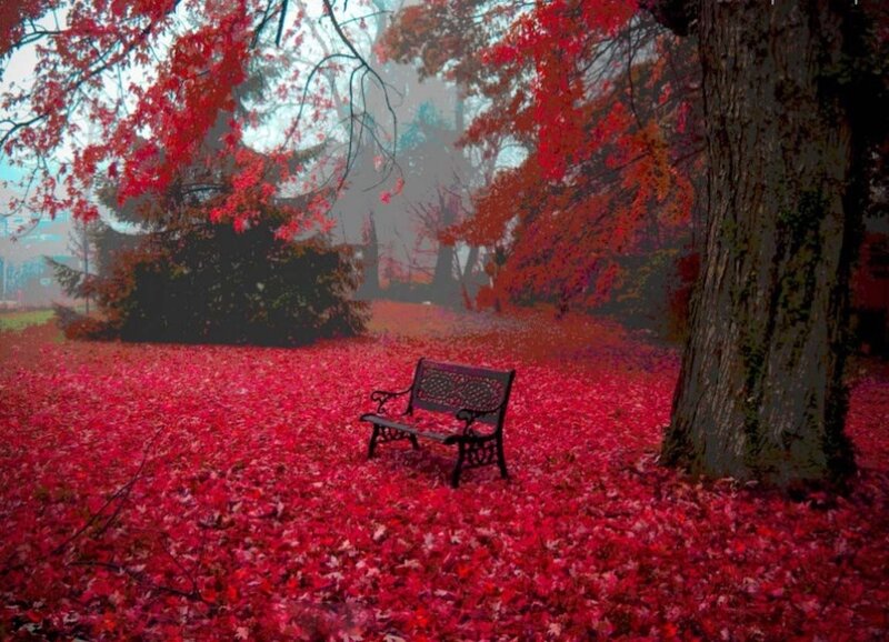 Empty Bench in Red Leaves