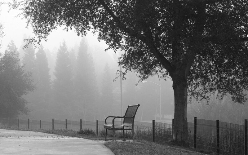 Empty Bench under Tree — Black