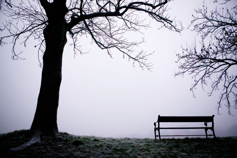 Empty Bench under Tree — Gray