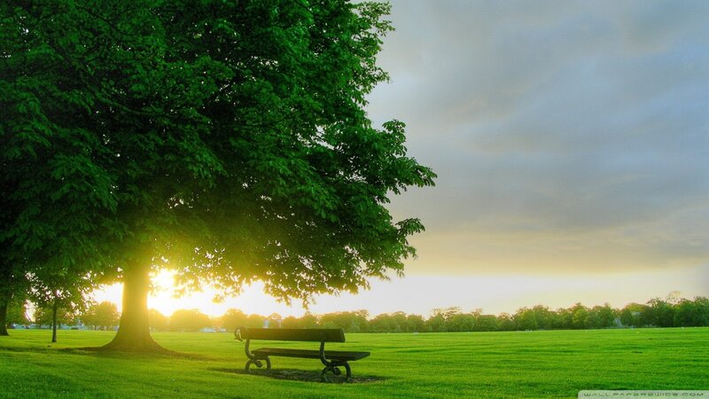 Empty Bench under Tree — Green